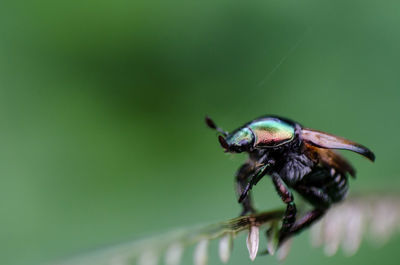 Close-up of insect on plant