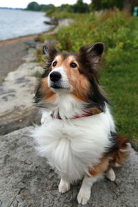 Vertical frontal view of tricoloured windblown shetland sheepdog sitting on boulder looking up 