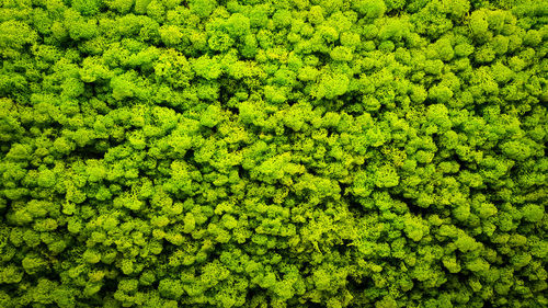 Full frame shot of green leaves