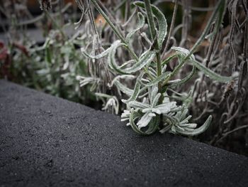 Close-up of plant