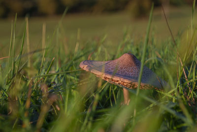 Close-up of mushroom growing on field