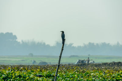 Scenic view of bird on field against sky. cormorant aquatic bird in mangalajodi, odisha, india. 