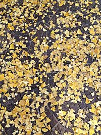 Full frame shot of leaves