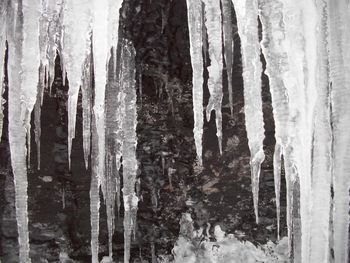 Close-up of trees in forest during winter