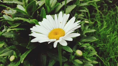 Close-up of white daisy flower
