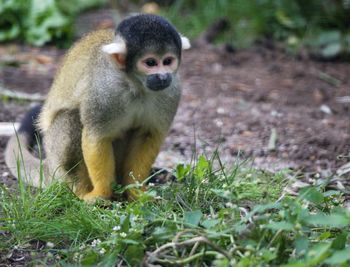 Monkey sitting on field