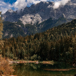 Scenic view of lake by trees in forest