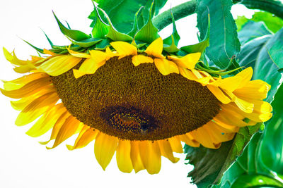 Close-up of bee on sunflower