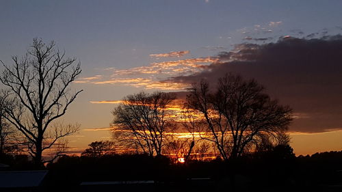 Silhouette of bare tree at sunset