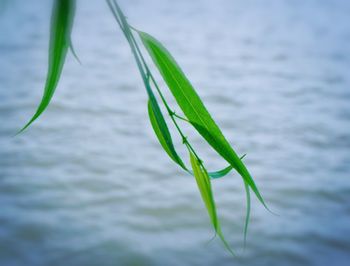 Close-up of fresh green leaf in lake