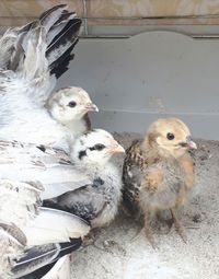 High angle view of birds in nest