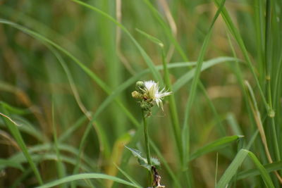 Close-up of flower growing in field