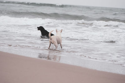 Dog standing on beach
