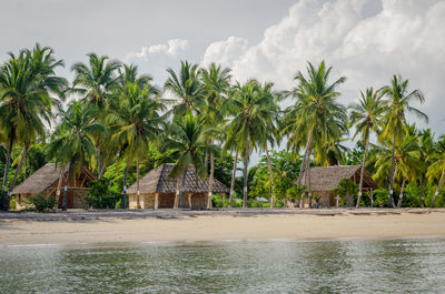 Scenic view of palm trees by sea against sky