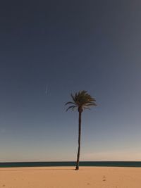 Palm trees on beach against clear sky