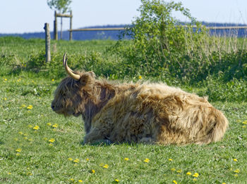 Sheep in a field