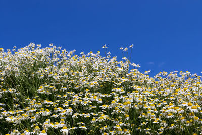 Yellow flowering plants on field against clear blue sky