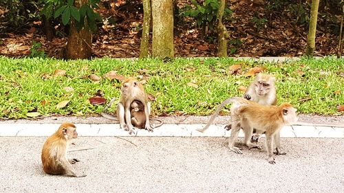 Cat relaxing on grass