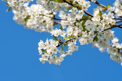 Cherry blossoms on a blue sky. spring floral background. cherry flowers blossoming.