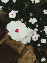 Close-up of white flowers