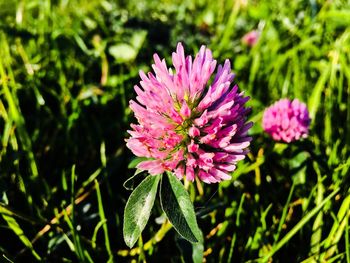 Close-up of pink flower blooming outdoors