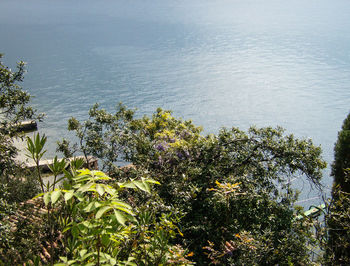 High angle view of trees by lake against sky