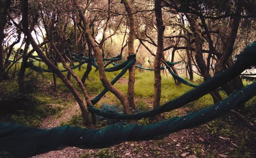 Trees in forest