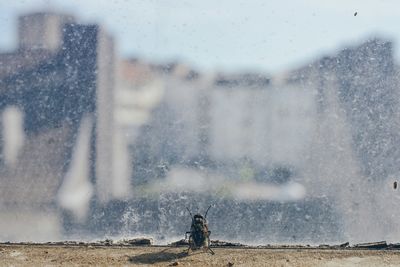 Close-up of fly on dirty window