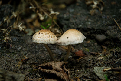 Close-up of mushroom growing on field