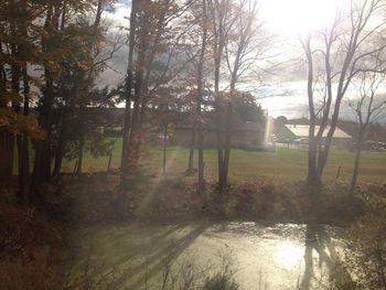 Bare trees reflecting in lake