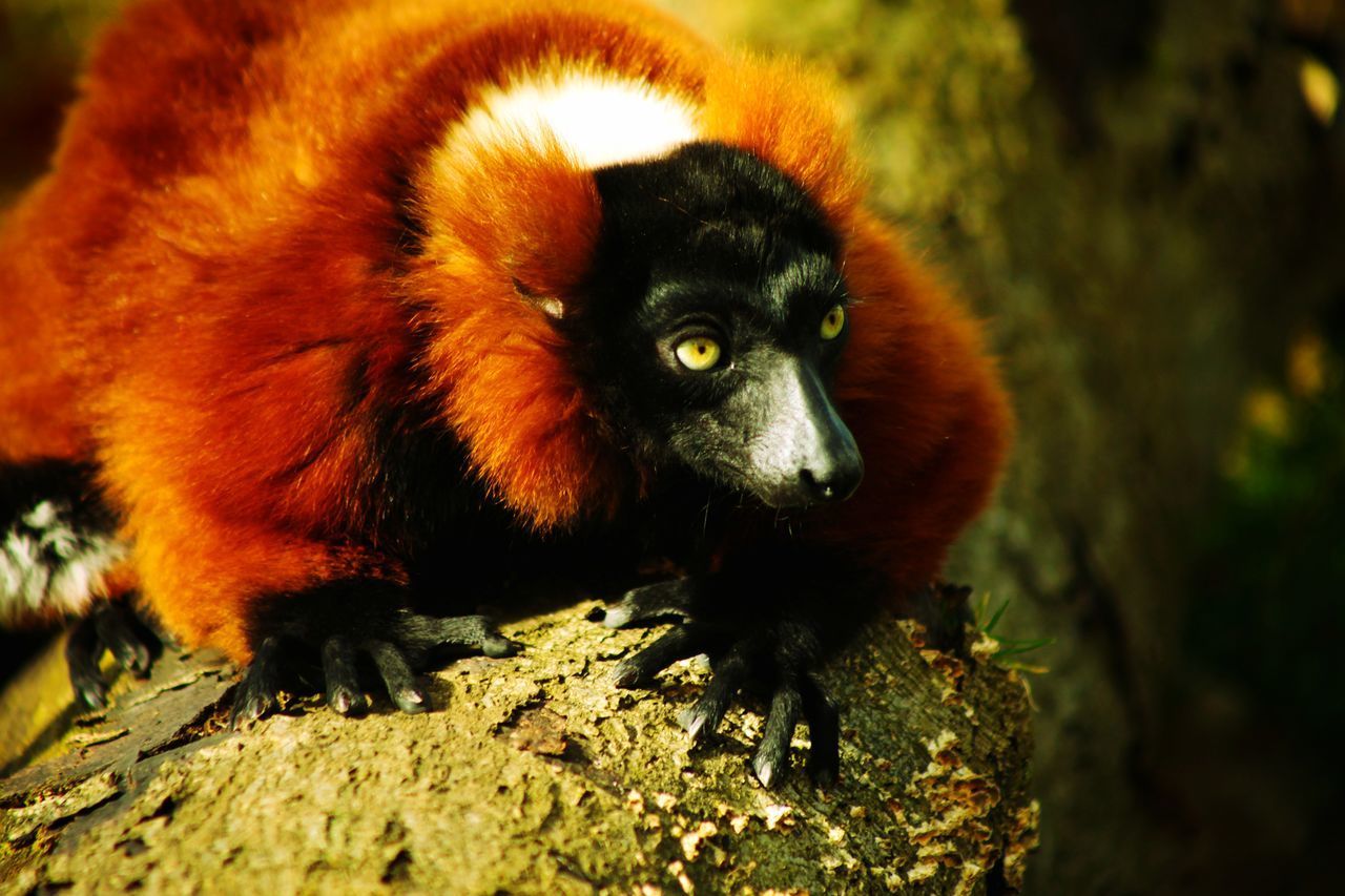 CLOSE-UP OF A RABBIT LOOKING AWAY