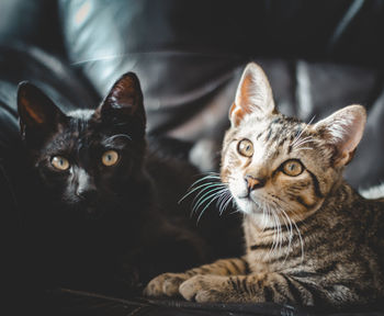 Close-up portrait of a cat