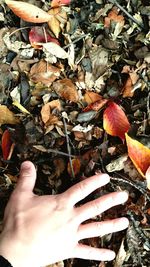 High angle view of hand holding autumn leaves