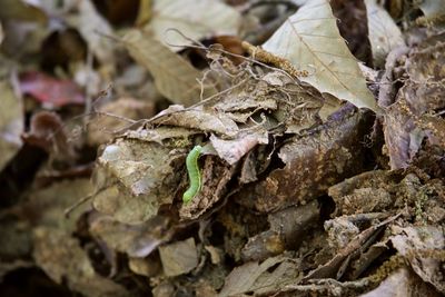 Close-up of dry leaves