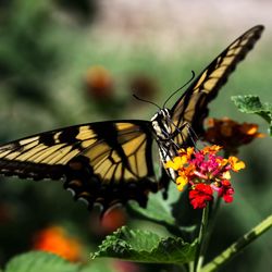 Close-up of butterfly perching on plant