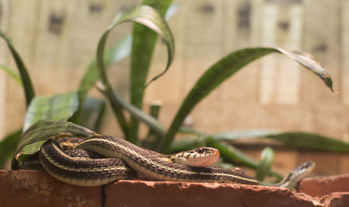 Close-up of lizard on plant