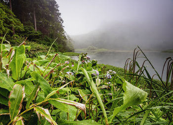 Plants growing on land against sky