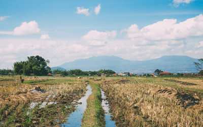 Scenic view of agricultural field against sky