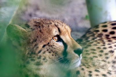 Close-up of cheetah