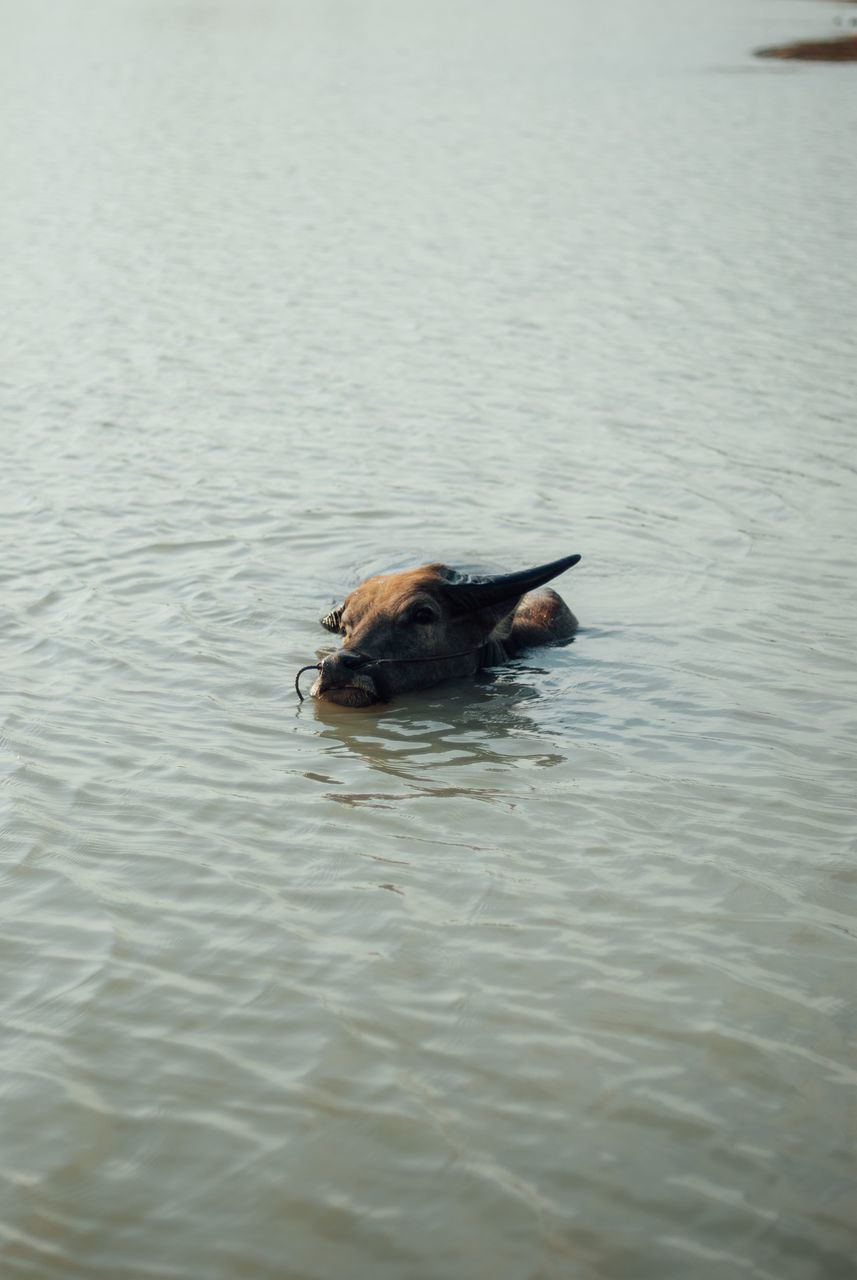 HIGH ANGLE VIEW OF DUCK IN LAKE