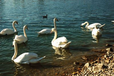 High angle view of swans swimming in lake