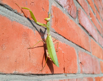 Close-up of insect on wall