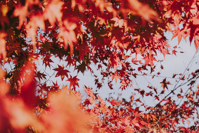 Low angle view of maple tree during autumn