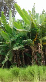 Plants growing in field