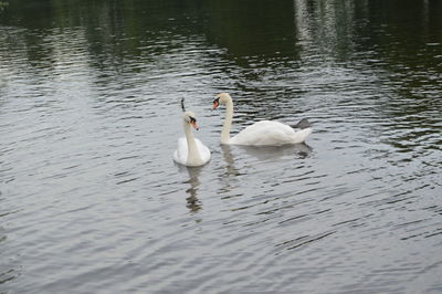 Swans swimming in lake