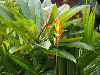 Close-up of plant growing on field