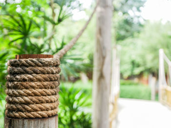 Close-up of rope hanging on tree in yard
