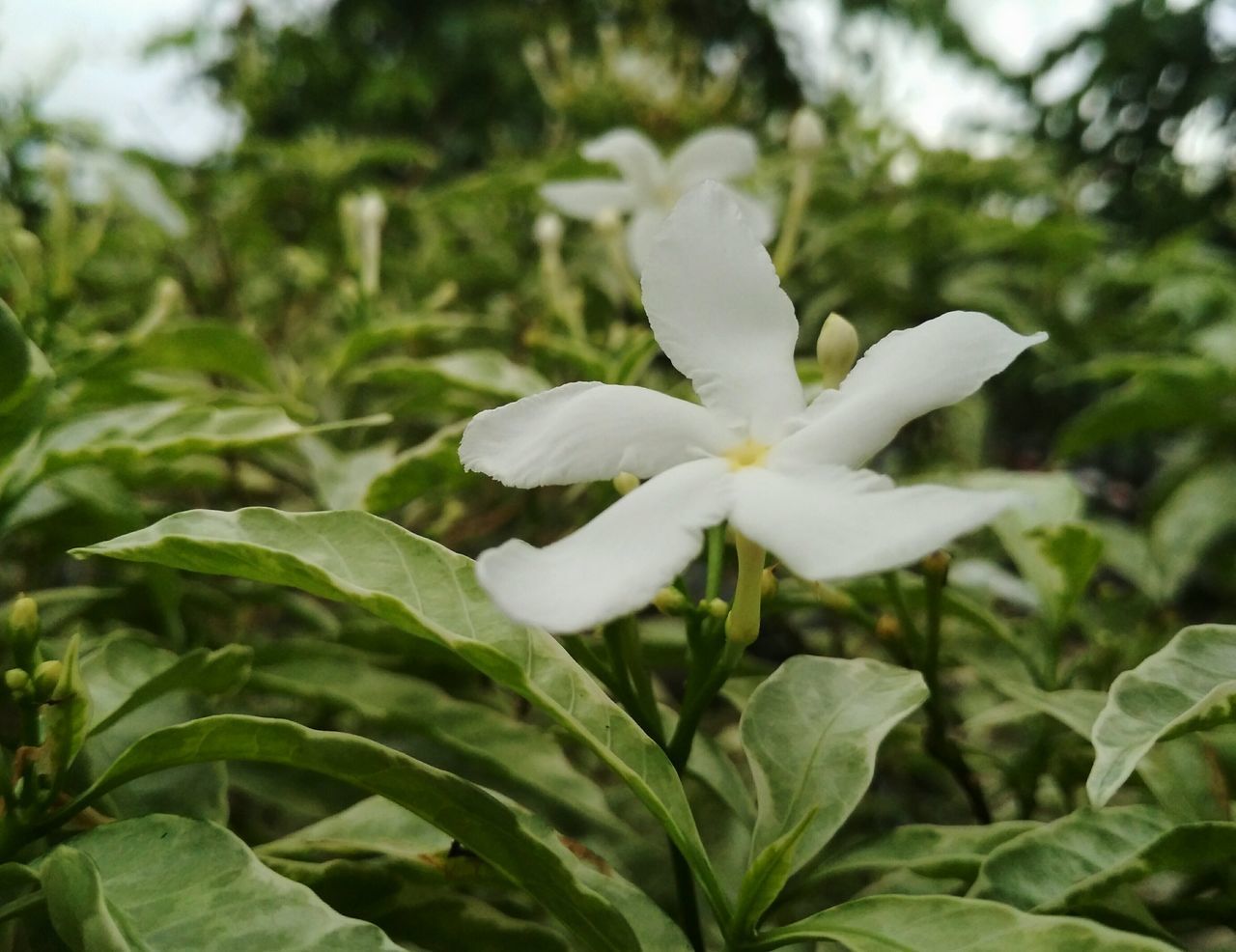 CLOSE-UP OF WHITE FLOWER