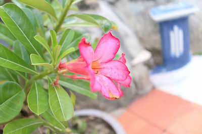 Close-up of pink orchid
