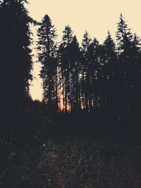 Trees in forest